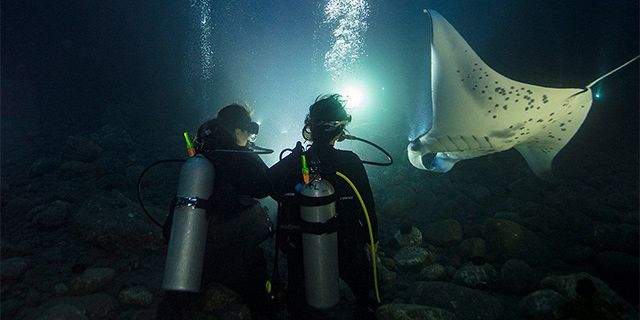 Night dive on the west coast mauritius (2)